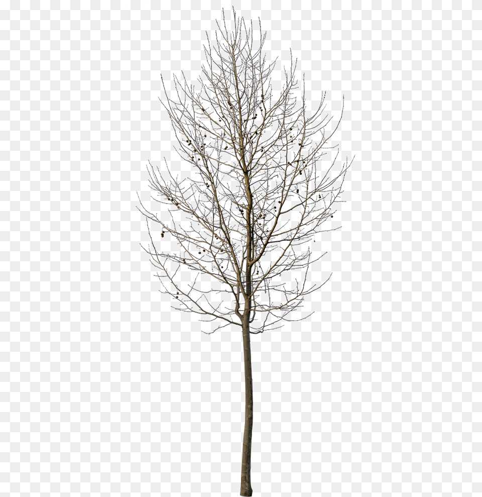 Small Tree, Plant, Tree Trunk, Nature, Night Free Transparent Png