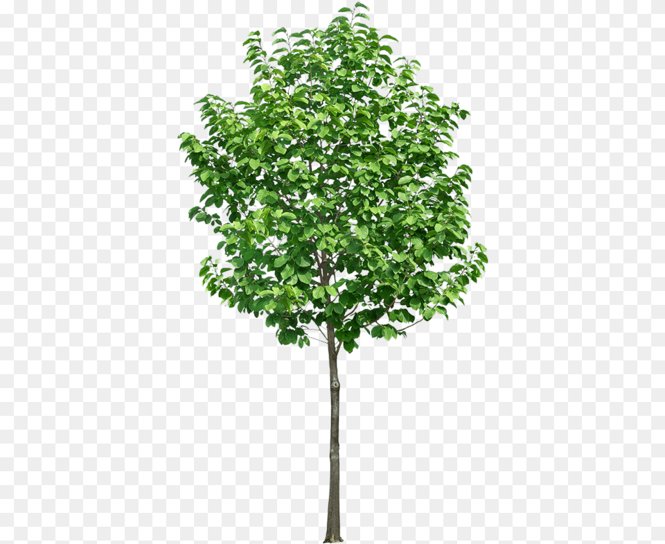 Small Tree, Leaf, Maple, Plant, Potted Plant Png