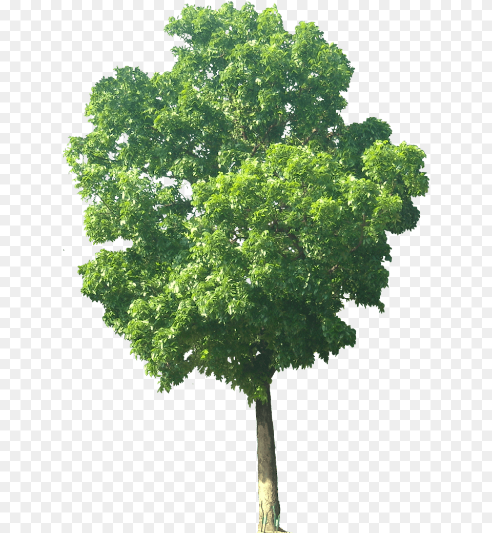 Small Tree, Maple, Oak, Plant, Sycamore Free Png