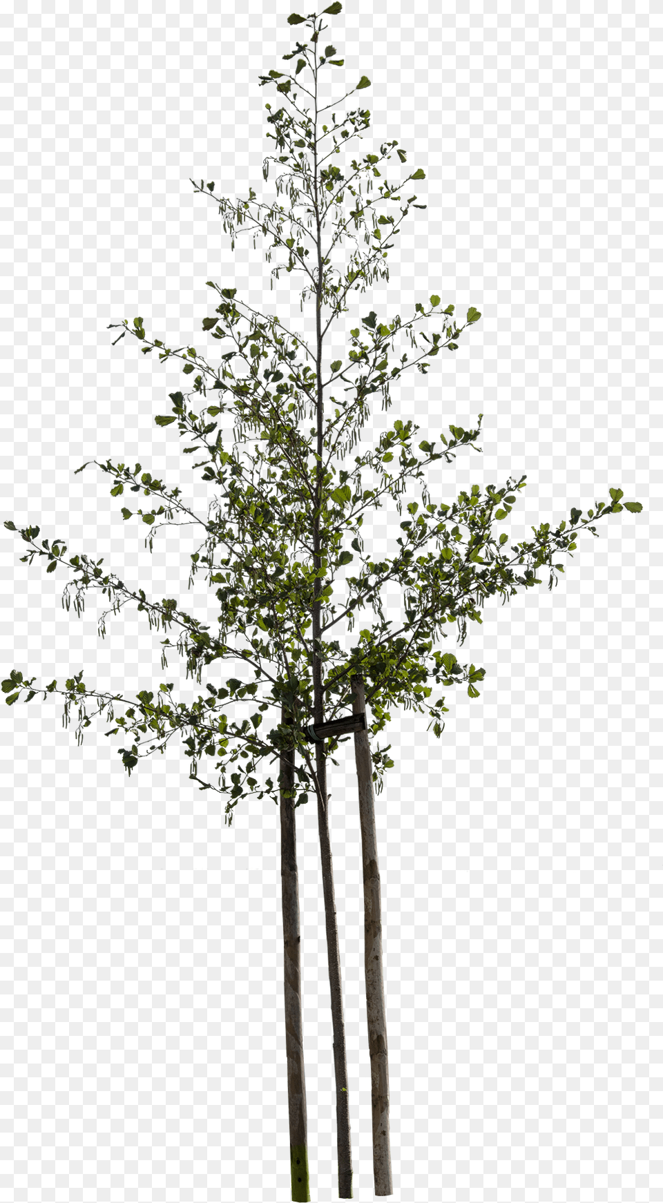 Small Tree, Plant, Leaf, Tree Trunk Free Png