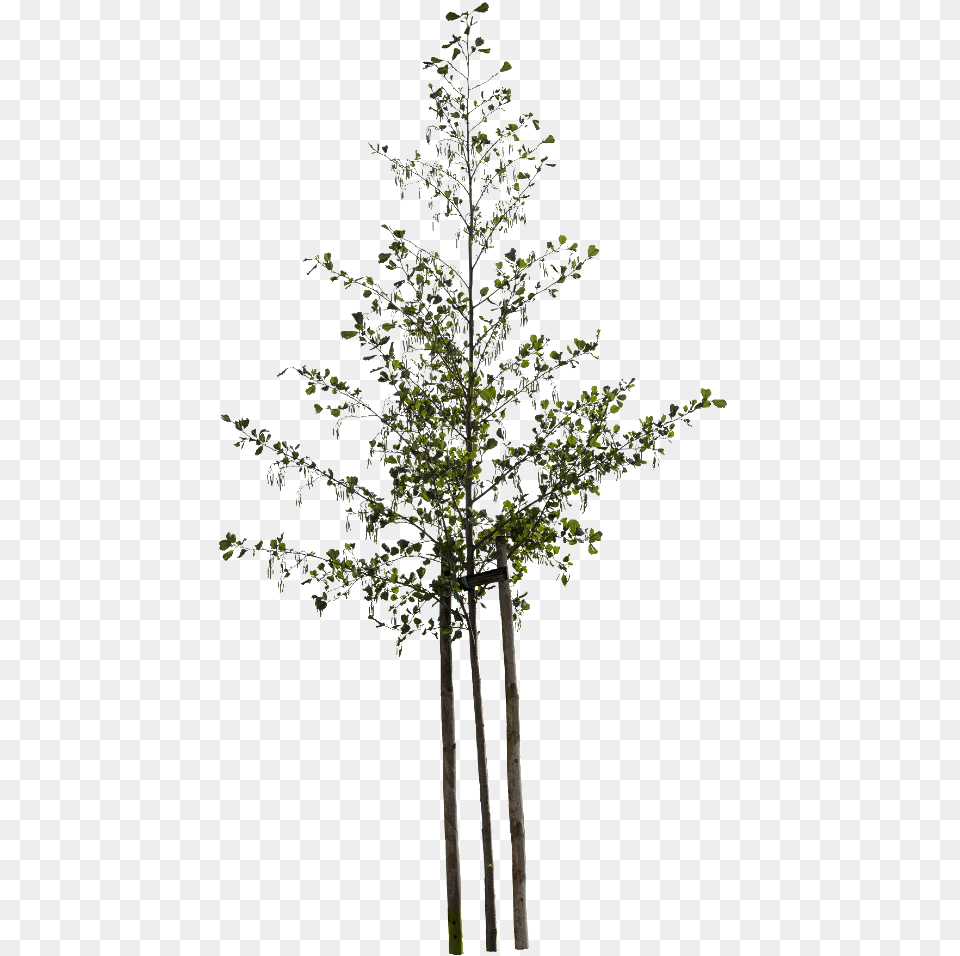 Small Tree, Plant, Leaf, Conifer, Outdoors Free Png Download
