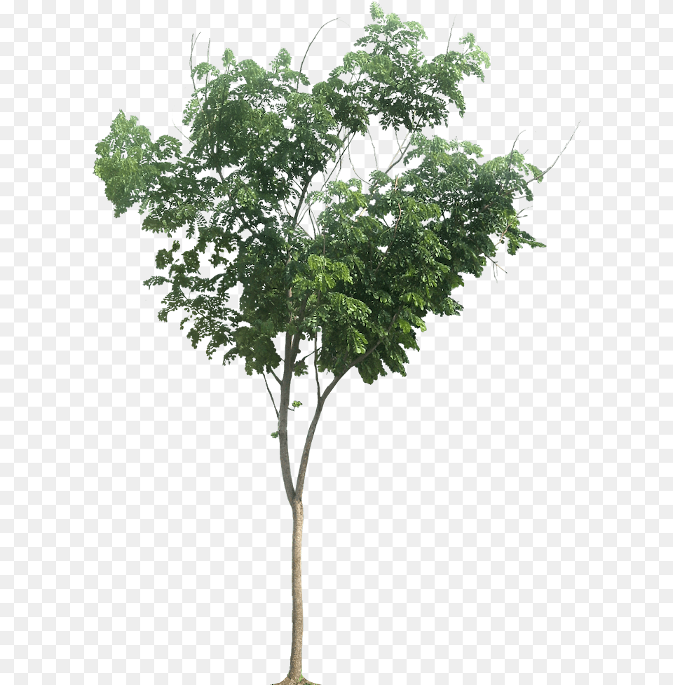 Small Tree, Plant, Oak, Sycamore, Leaf Free Transparent Png