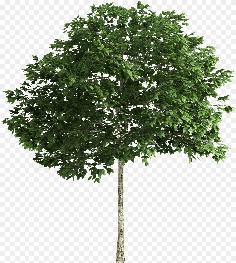 Small Tree, Oak, Plant, Sycamore, Tree Trunk Free Png Download