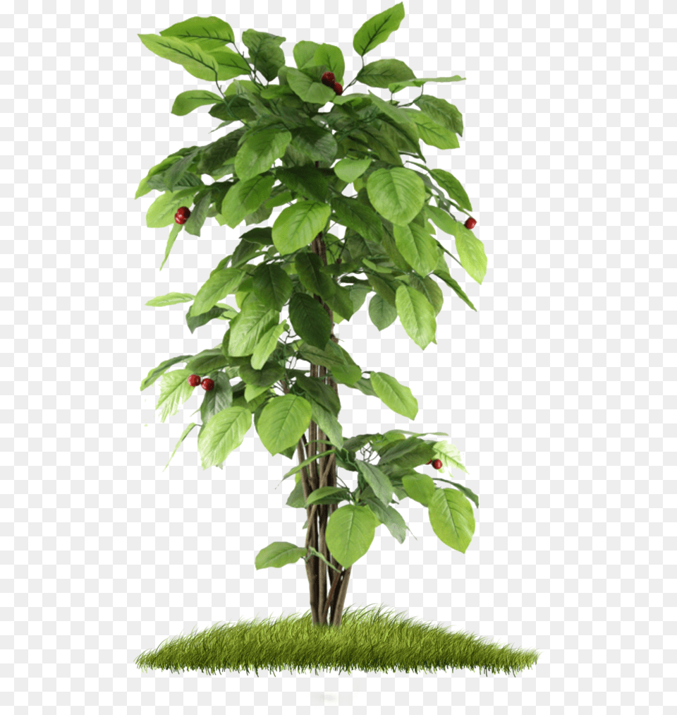 Small Tree Hd Background Small Tree, Leaf, Plant, Potted Plant, Flower Free Transparent Png