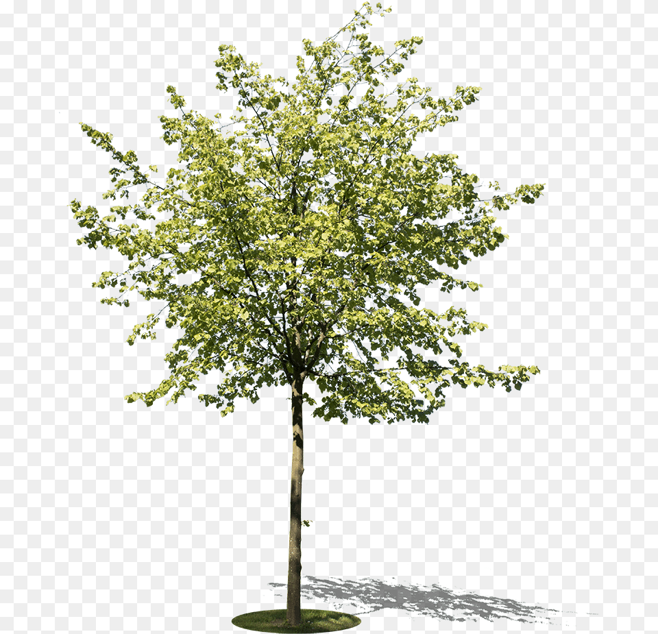 Small Tree I River Birch, Maple, Plant, Tree Trunk, Leaf Png Image