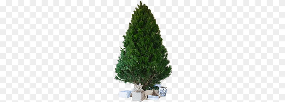 Small Tree Pine Trees Cut Out, Plant, Conifer, Fir, Christmas Free Png Download
