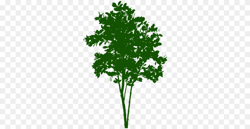 Small Tree Small Tree Symbol, Herbs, Parsley, Plant, Person Png Image