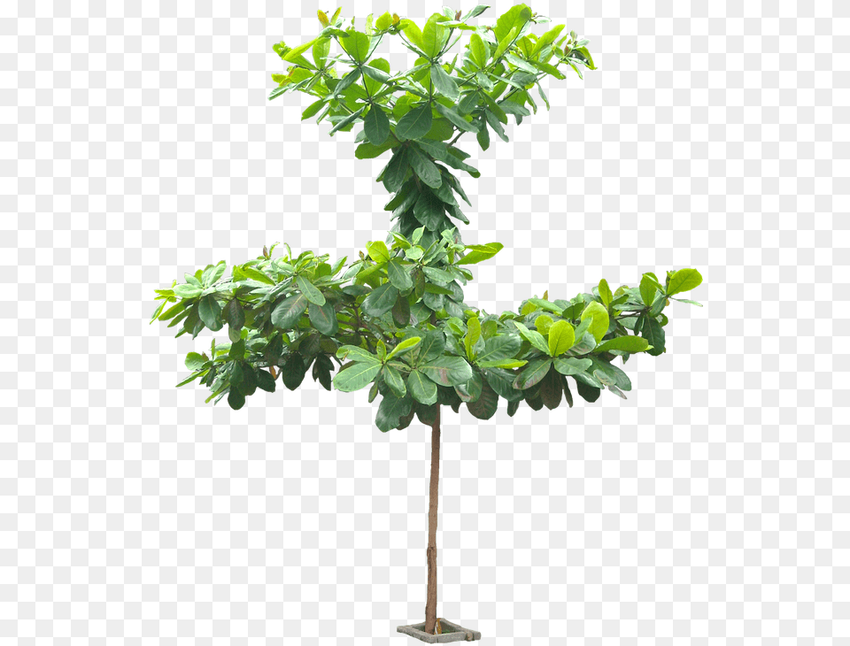 Small Tree Terminalia Catappa Tree, Leaf, Plant, Potted Plant, Vegetation Free Transparent Png