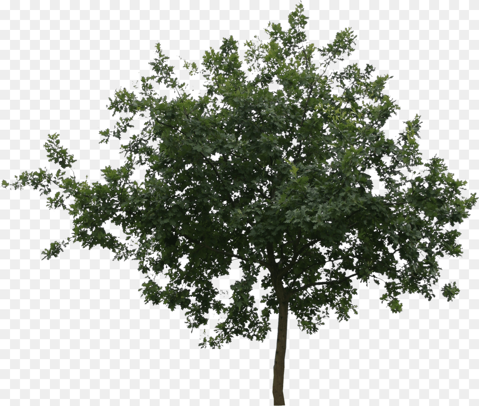 Small Trees, Oak, Plant, Sycamore, Tree Png