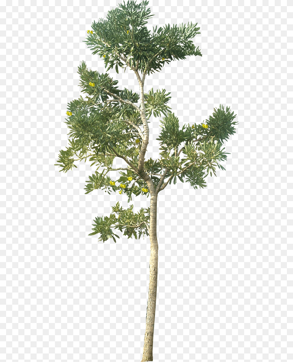 Small Trees Architecture Tree, Plant, Tree Trunk, Leaf, Potted Plant Png Image