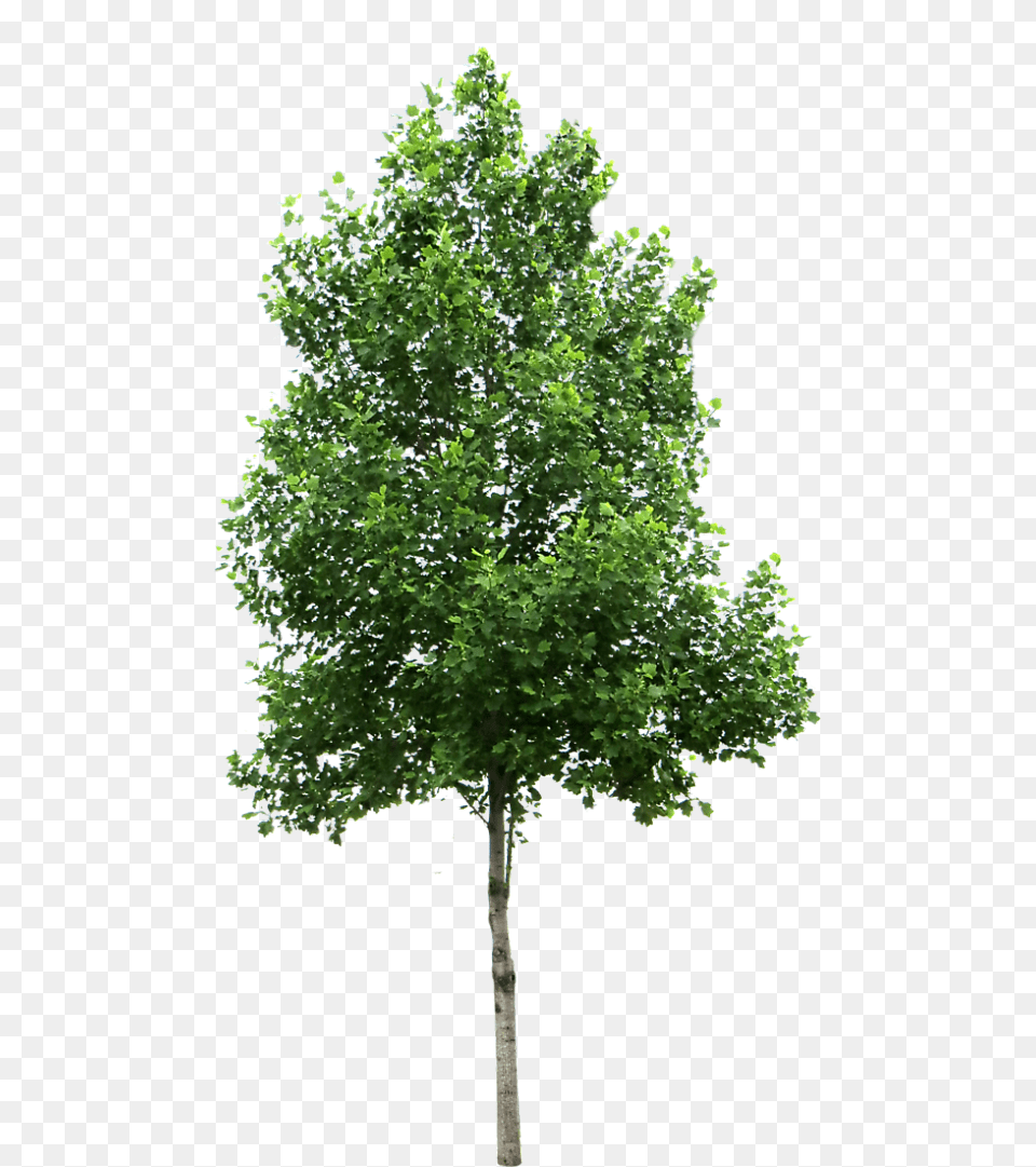 Small Trees Birch Deciduous Clip Art Trees, Maple, Oak, Plant, Sycamore Free Png