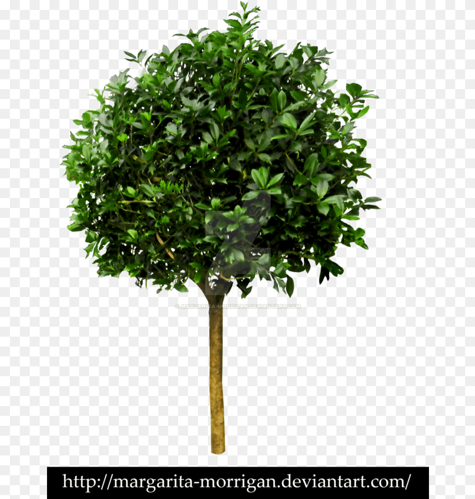 Small Trees Fig Tree White Background, Leaf, Plant, Potted Plant, Vegetation Free Png Download