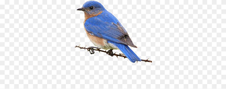 Small Yellow Bird Eastern Bluebird, Animal, Blue Jay, Jay Free Png Download
