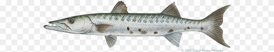 Smaller Barracudas Sometimes School But The Large Barracuda Fish, Animal, Sea Life, Food, Mullet Fish Png Image