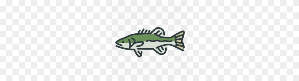 Smallmouth Bass Clipart, Animal, Fish, Sea Life, Coho Png Image
