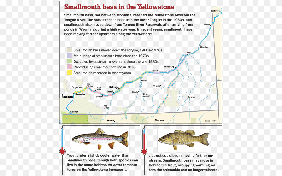 Smallmouth Bass On The Yellowstone River Smallmouth Bass Yellowstone River Map, Animal, Fish, Sea Life, Person Free Png Download