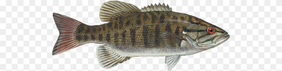 Smallmouth Bass Small Mouth Black Bass, Animal, Fish, Sea Life, Perch Png