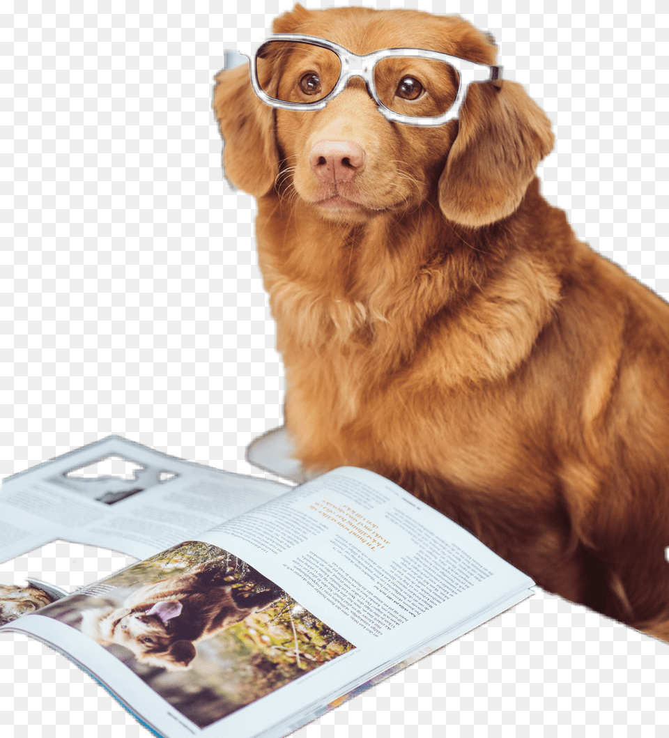 Smart Doggo Smart Doggo, Reading, Animal, Pet, Canine Free Png Download