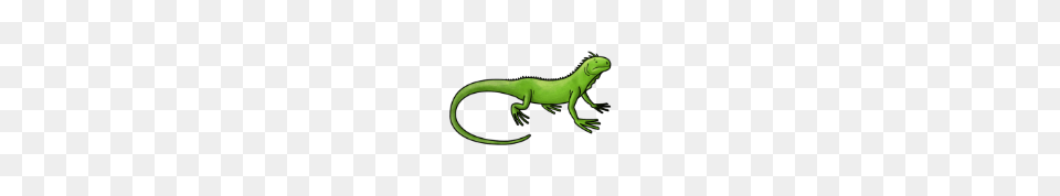 Smart Exchange, Animal, Lizard, Reptile, Anole Free Png Download