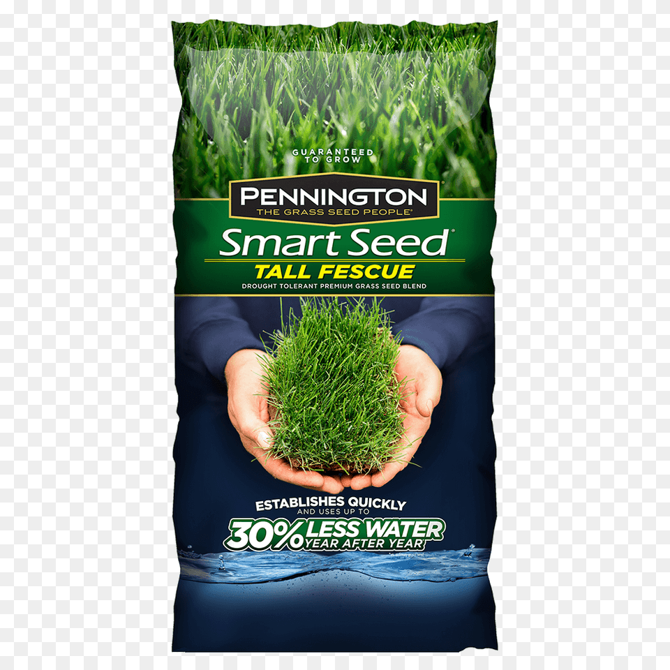 Smart Seed Tall Fescue, Food, Grass, Moss, Plant Free Png