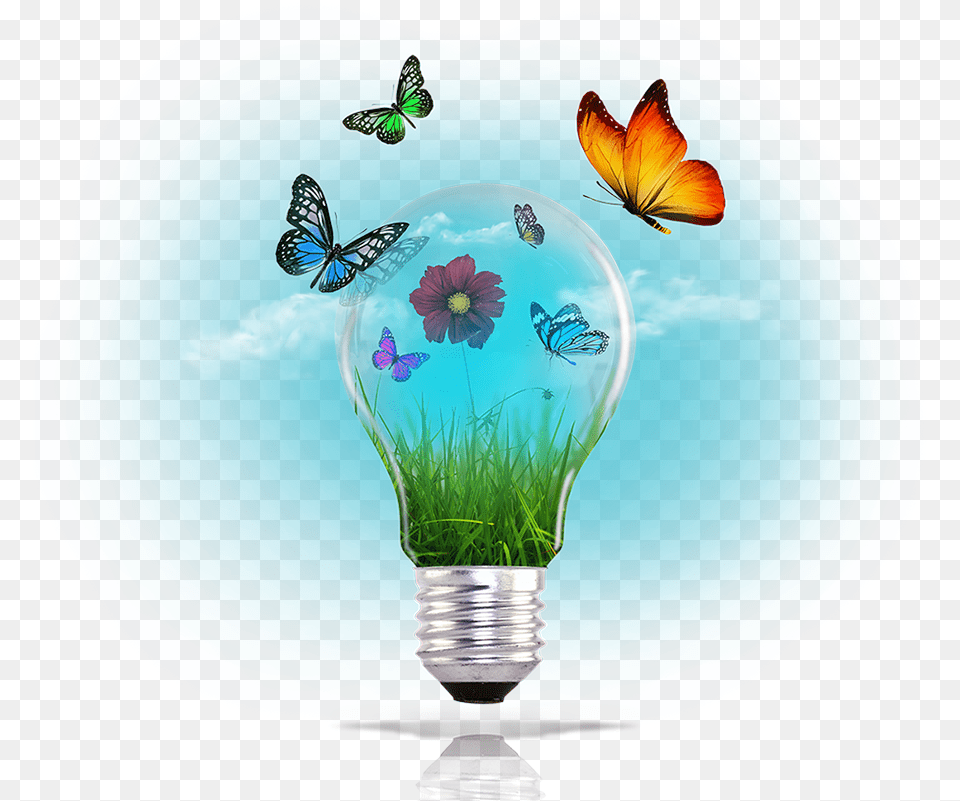 Smartclone Tool Lycaenid, Light, Lightbulb, Plant Png