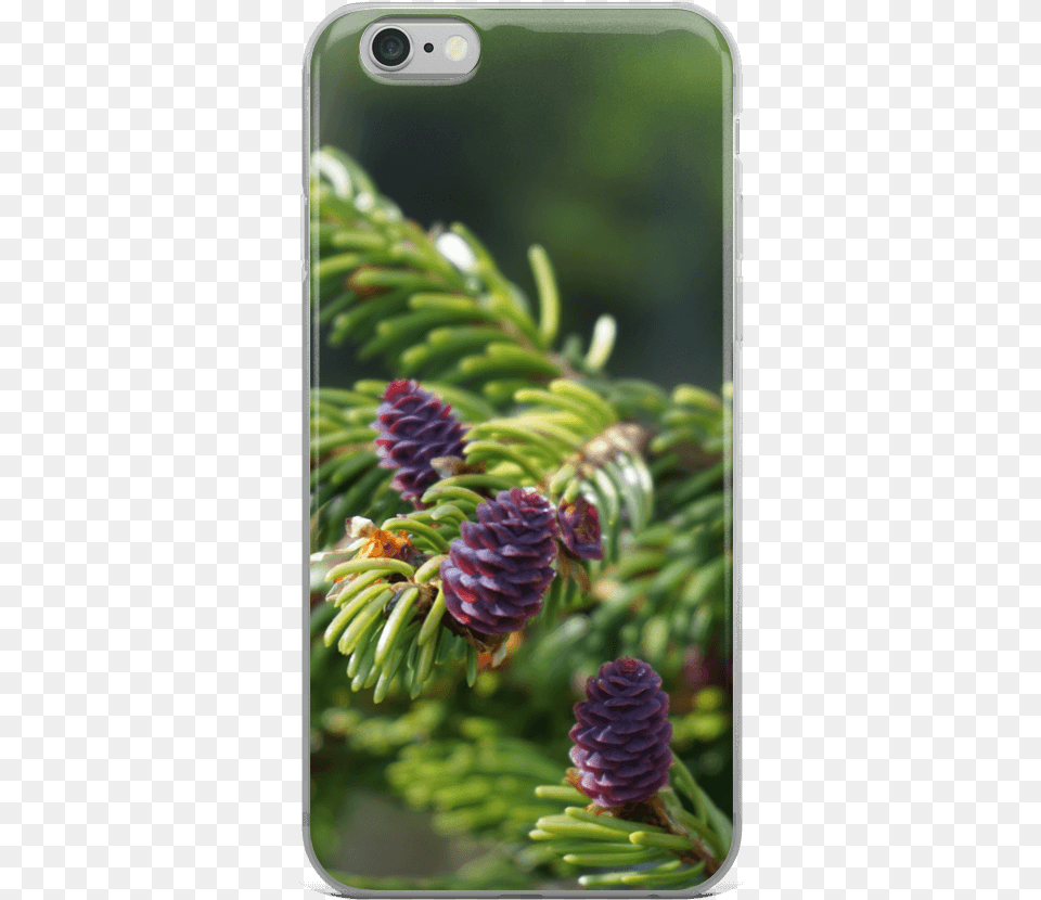 Smartphone, Conifer, Fir, Plant, Tree Png Image