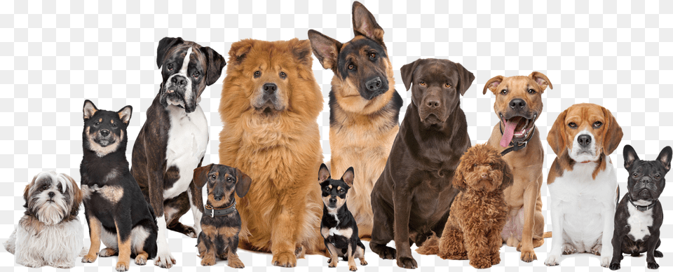 Smarttrack Mascotas Many Dogs And Cats, Animal, Canine, Dog, Mammal Png Image