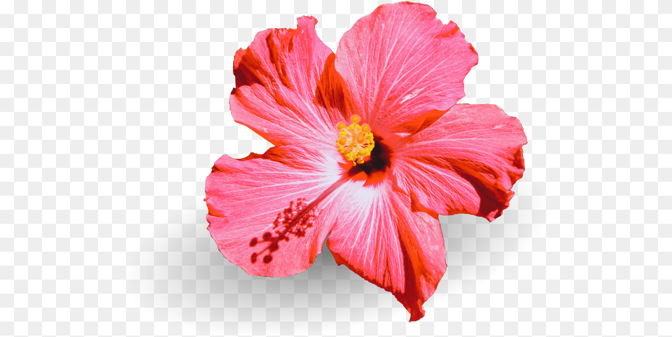 Smell Better Hawaii Hawaiian Hibiscus, Flower, Plant Png Image