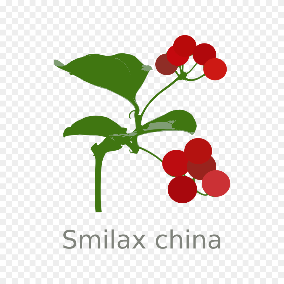 Smilax China Clipart, Flower, Plant, Food, Fruit Free Transparent Png