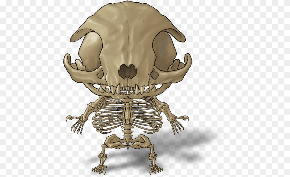 Smile, Skeleton, Baby, Person Free Png