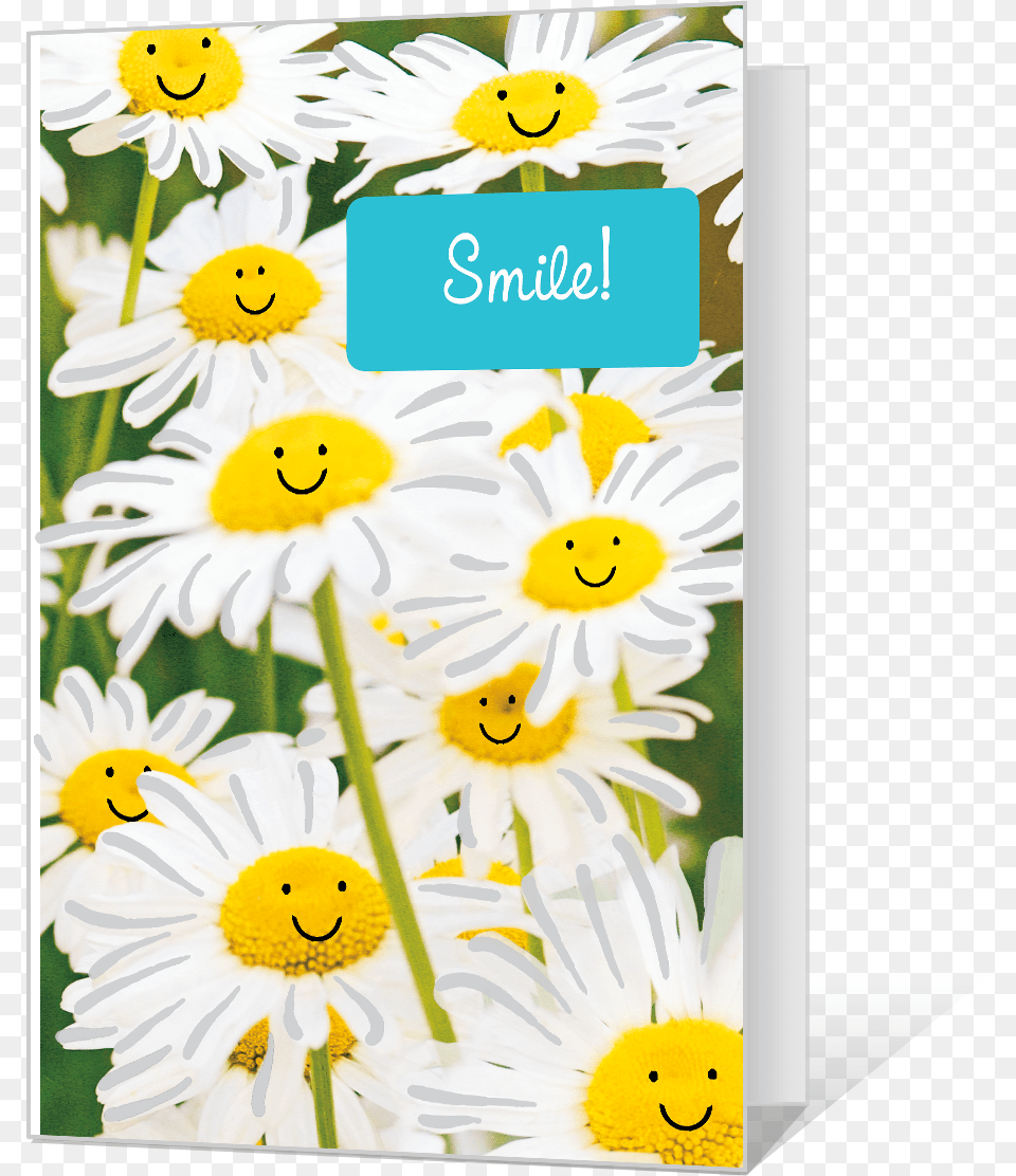 Smile Chamomile, Daisy, Flower, Plant Png Image