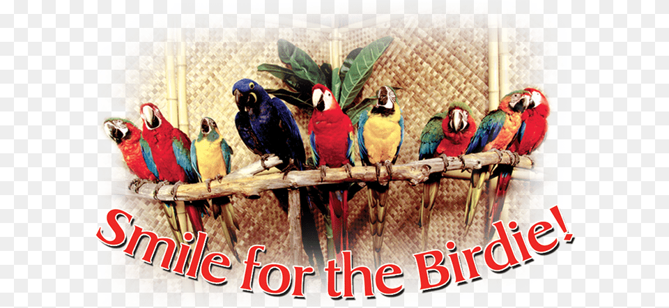 Smile For The Birdie Party, Animal, Bird, Macaw, Parrot Free Png Download