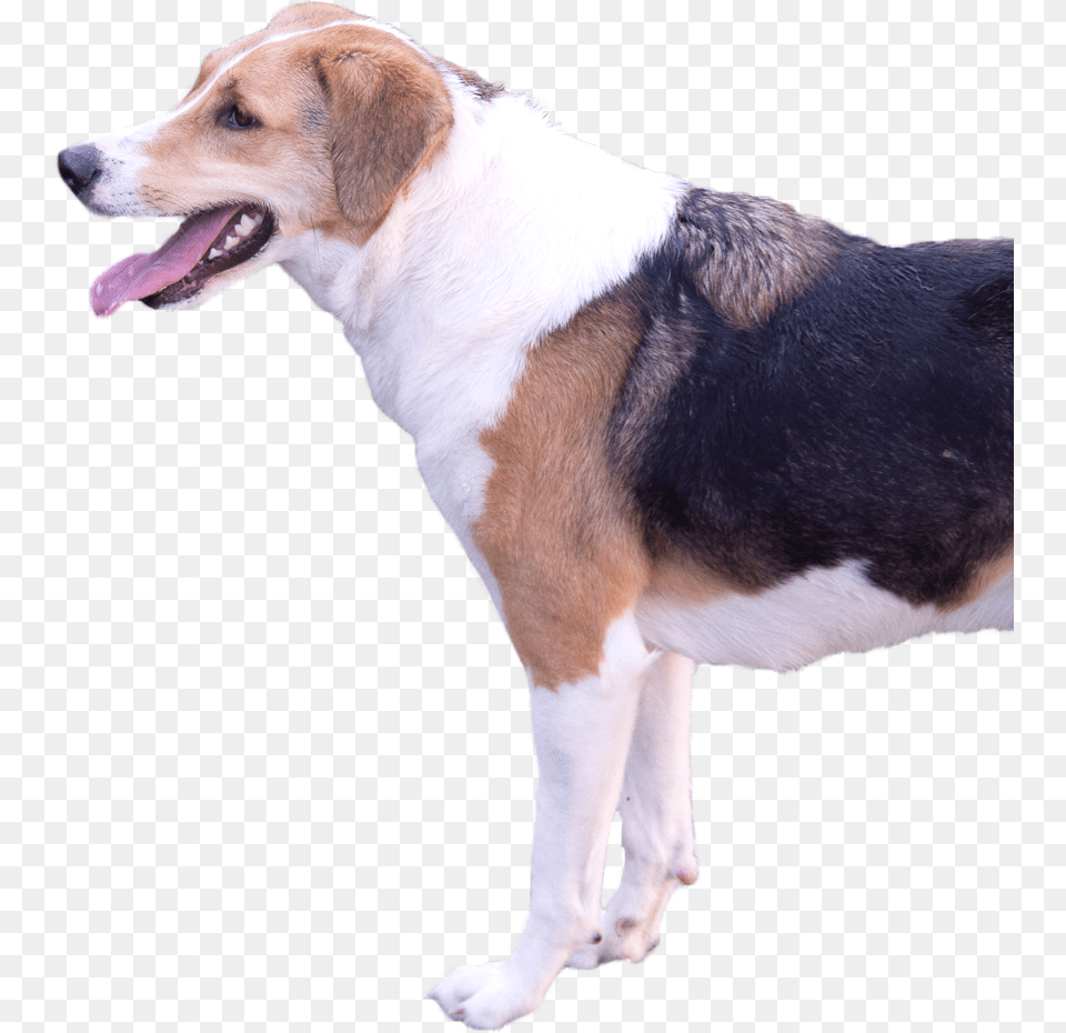 Smile Homepage Beagle Harrier, Animal, Canine, Dog, Hound Free Png Download