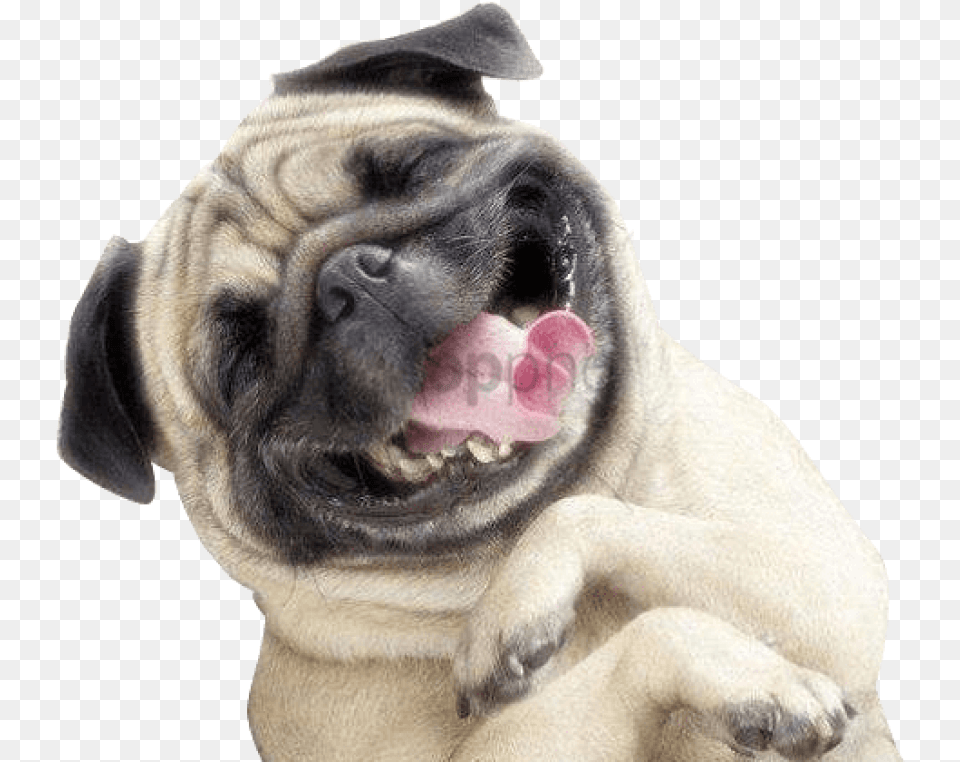 Smile With Transparent Happy Dog Transparent, Animal, Bear, Mammal, Wildlife Png