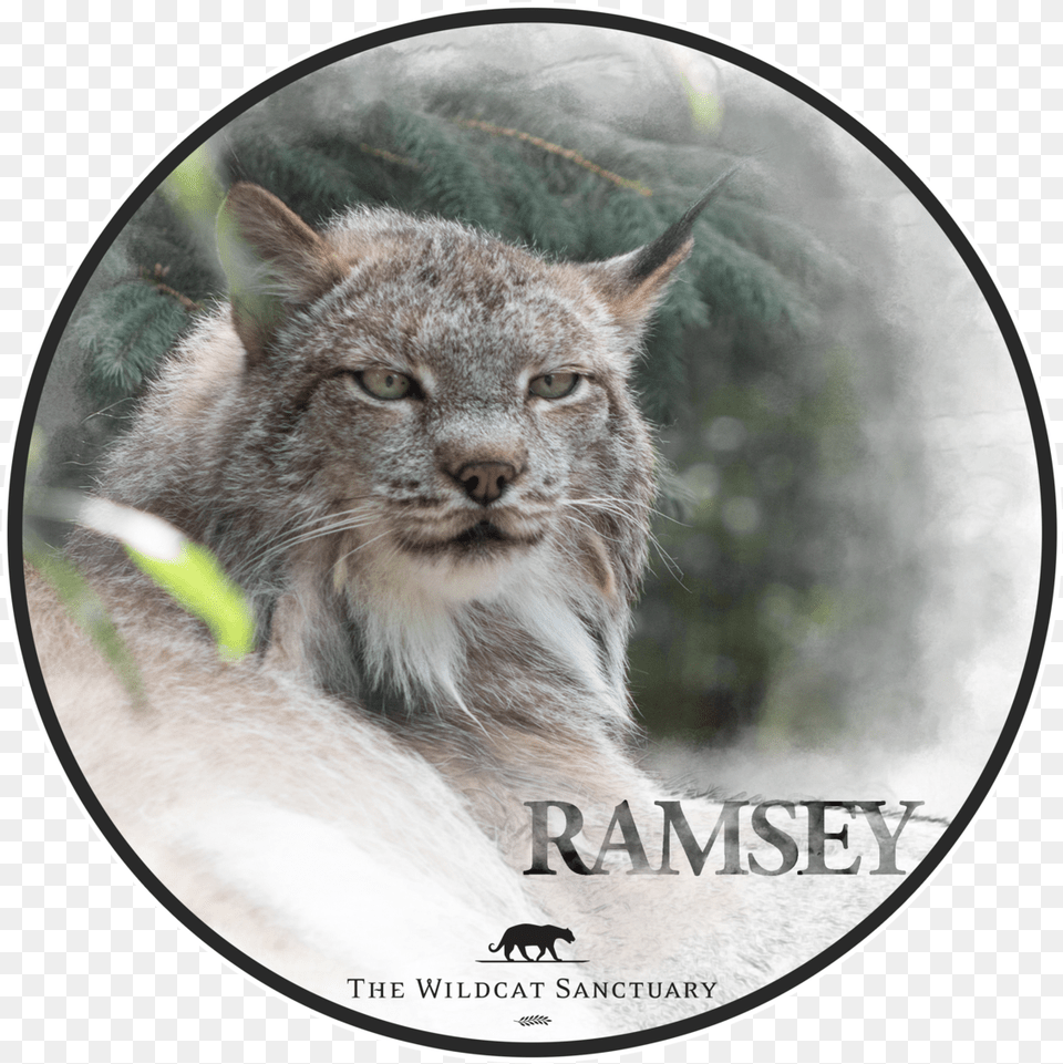 Smiley Face, Animal, Lynx, Mammal, Wildlife Free Transparent Png