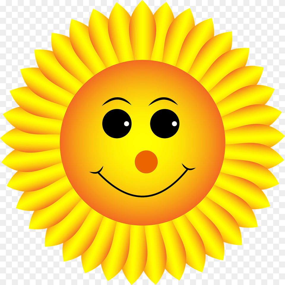 Smiley Sunflower, Flower, Plant, Outdoors, Daisy Png