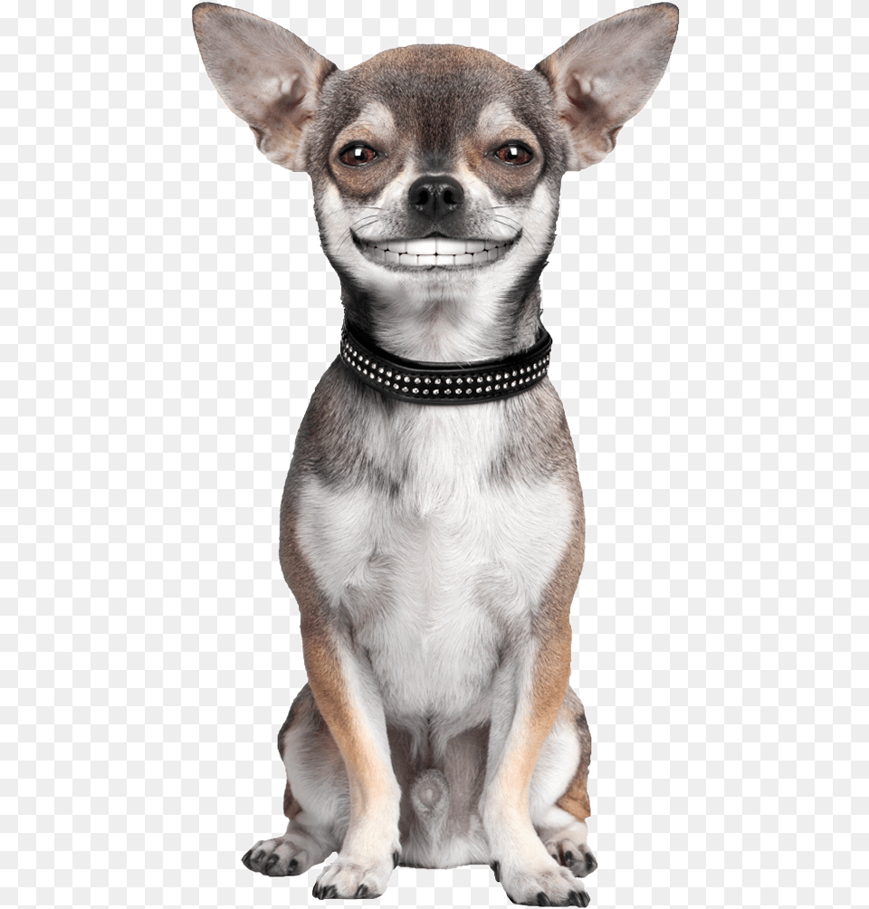Smiling Dog Hemingway39s Chihuahua Collection Paper Planes, Animal, Canine, Mammal, Pet Free Transparent Png