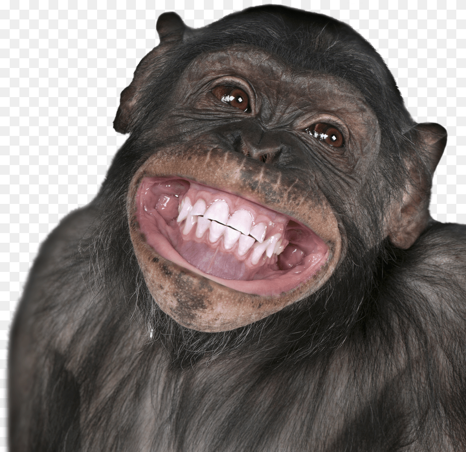 Smiling Monkey Funny, Animal, Mammal, Wildlife, Ape Png Image