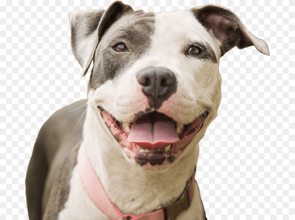 Smiling Pitbull Happy Pitbull, Animal, Bulldog, Canine, Dog Png