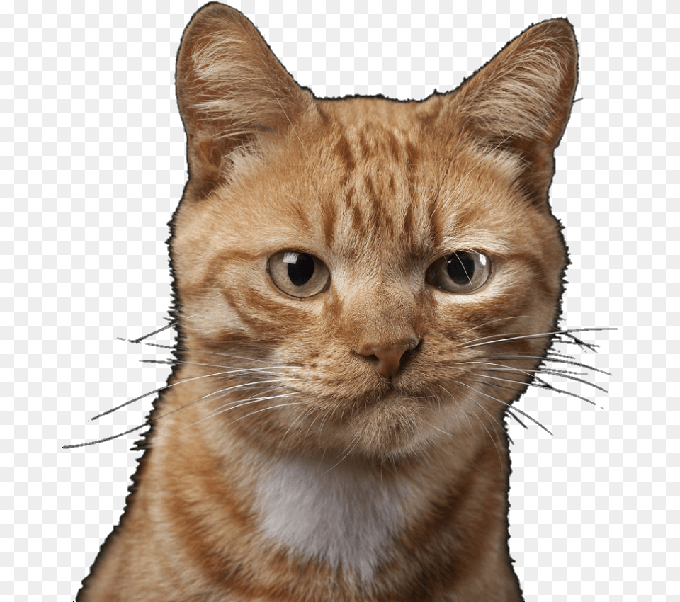 Smirking Cat, Abyssinian, Animal, Mammal, Pet Free Png