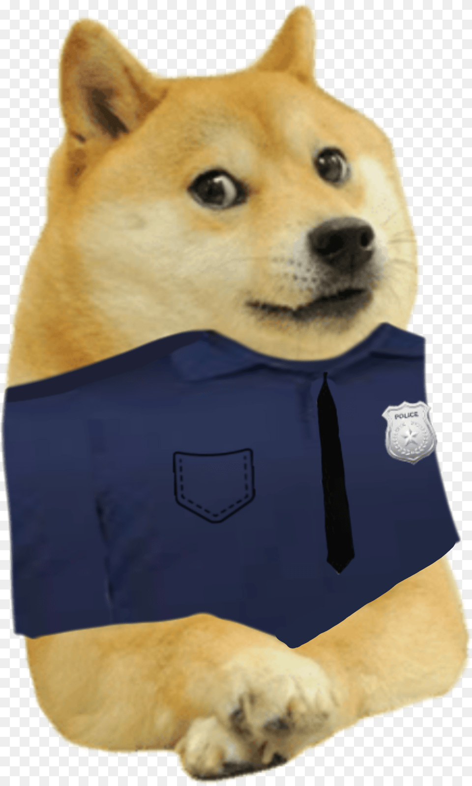 Smirking Doge, Animal, Canine, Dog, Husky Png