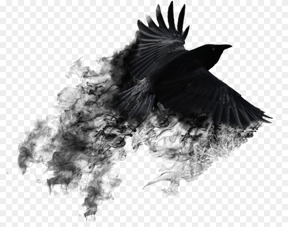Smoke Bird Photo Editing Background Black Smoke Crow, Animal Png Image