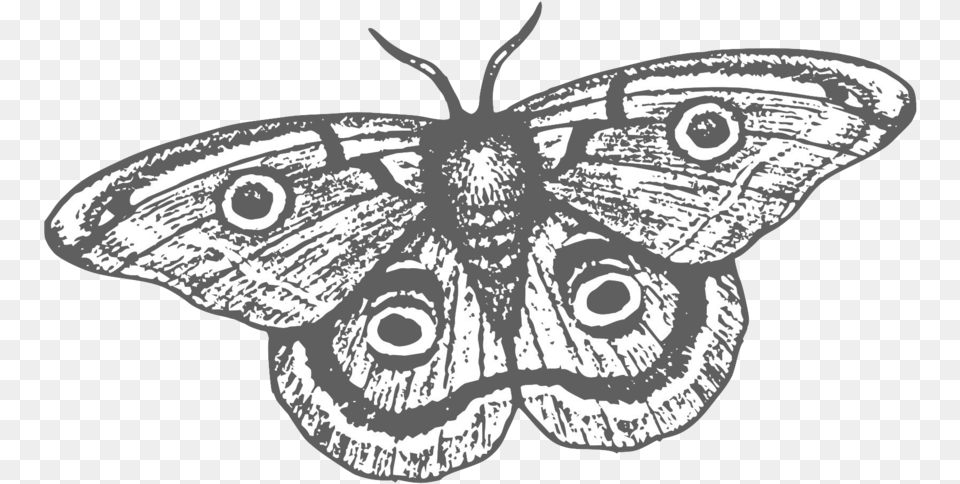 Smoke Mirrors Coffee Co American Painted Lady, Animal, Butterfly, Insect, Invertebrate Png Image