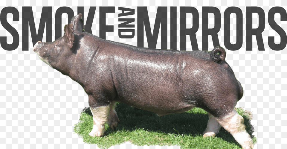 Smoke Mirrors Domestic Pig, Animal, Boar, Hog, Mammal Free Transparent Png