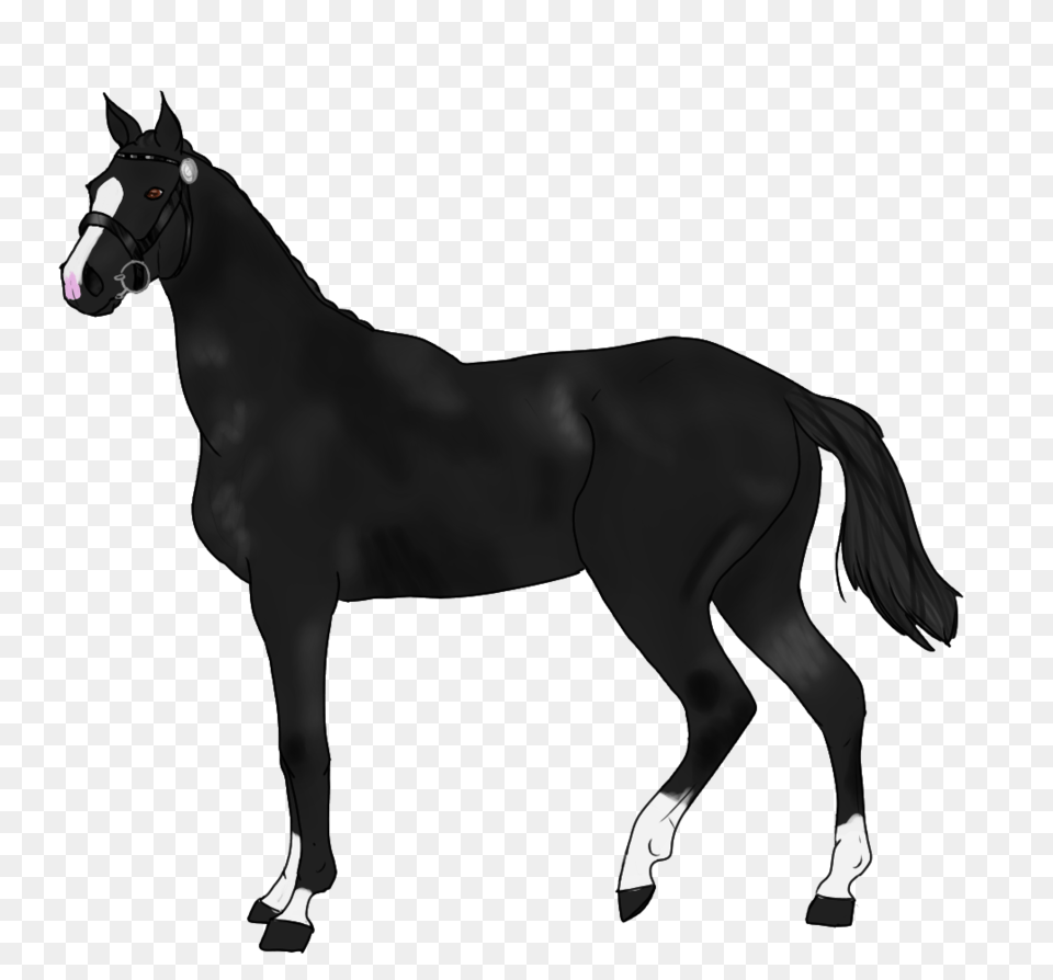 Smoke Of The Gun, Animal, Mammal, Horse, Andalusian Horse Free Png