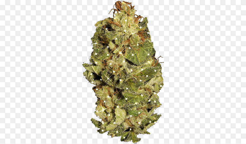 Smoke Weed Everyday Marijuana Gif Wifflegif Oregon Pine, Plant, Tree, Christmas, Christmas Decorations Free Png Download