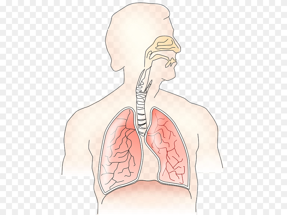Smoking Weed With Asthma Respiratory System Without Label, Body Part, Face, Head, Person Free Transparent Png