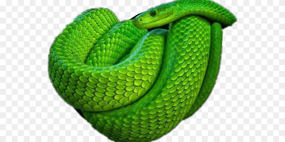 Smooth Green Snake Clipart Mobile Green Poisonous Snake, Animal, Reptile, Green Snake Png