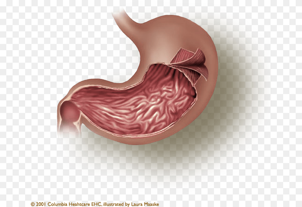 Smooth Muscle, Body Part, Stomach, Plate Png