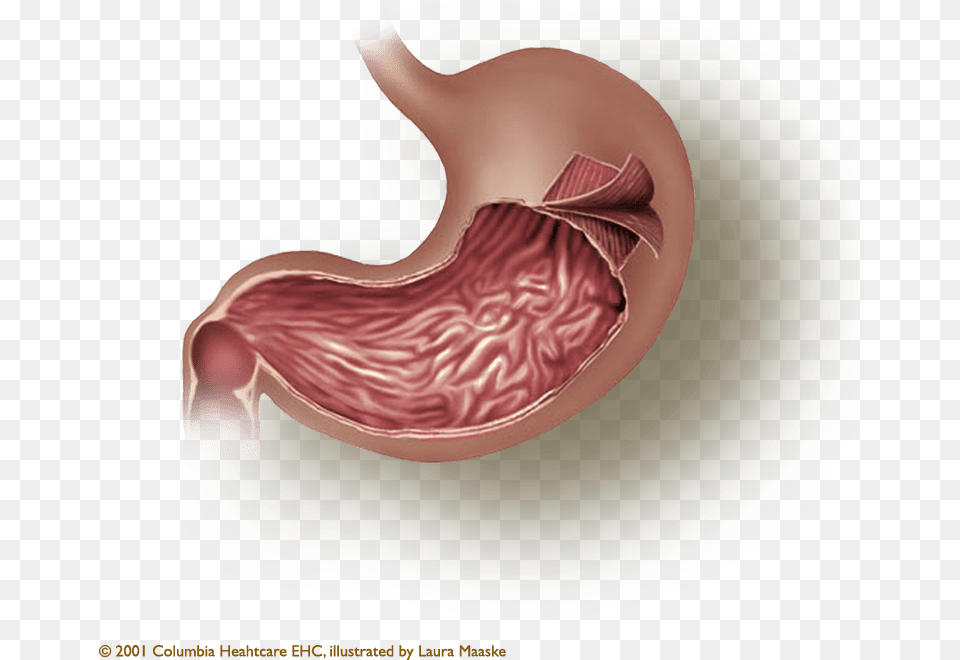 Smooth Muscle, Body Part, Stomach, Plate Png Image